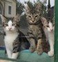 Rocco, Ruby und Romy (2)8